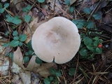Lactarius imperceptus image