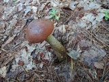 Leccinum vulpinum image