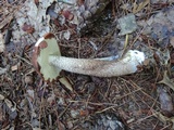 Leccinum vulpinum image