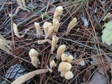 Clavariadelphus ligula image