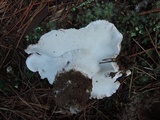 Albatrellus ovinus image