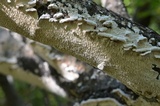 Irpex lacteus image