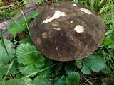 Tylopilus porphyrosporus image