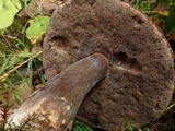 Tylopilus porphyrosporus image