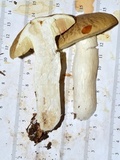 Boletus nobilis image