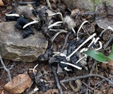 Coprinopsis alopecia image