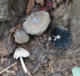 Coprinopsis alopecia image