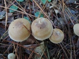 Clitocybe martiorum image