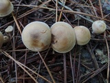 Clitocybe martiorum image