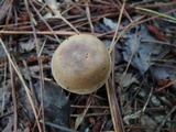 Clitocybe martiorum image