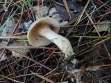 Clitocybe martiorum image