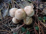 Clitocybe martiorum image