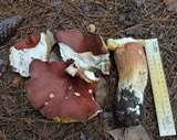 Boletus subcaerulescens image