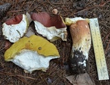 Boletus subcaerulescens image