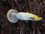Gomphidius glutinosus image
