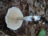 Entoloma abortivum image