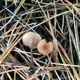 Gymnopus villosipes image