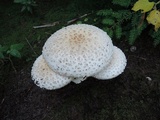 Amanita chrysoblema image