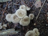 Clitocybe trulliformis image