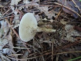 Clitocybe trulliformis image