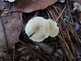 Clitocybe trulliformis image