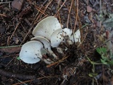 Clitocybe trulliformis image