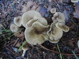 Clitocybe trulliformis image