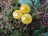 Hygrocybe psittacina var. perplexa image