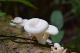 Pleurotus pulmonarius image