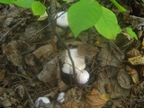 Cortinarius alboviolaceus image