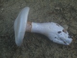 Cortinarius alboviolaceus image