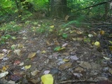 Amanita amerifulva image