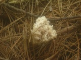 Clavulina coralloides image