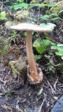 Amanita sect. Vaginatae image