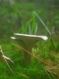 Cantharellula umbonata image