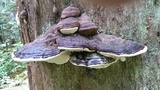 Fomitopsis ochracea image