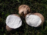 Calvatia cyathiformis image