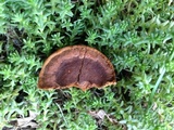 Phellinus gilvus image