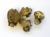 Scleroderma cepa image