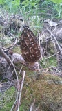 Morchella brunnea image