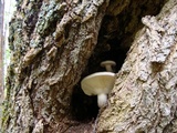 Hypsizygus ulmarius image
