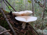Hypsizygus ulmarius image