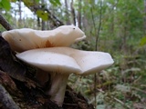 Hypsizygus ulmarius image