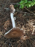 Amanita pachycolea image