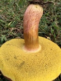 Boletus patrioticus image