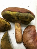 Boletus patrioticus image