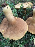 Boletus durhamensis image