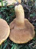 Boletus durhamensis image