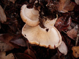 Lactarius subvillosus image