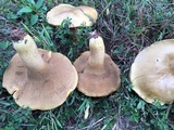 Boletus durhamensis image